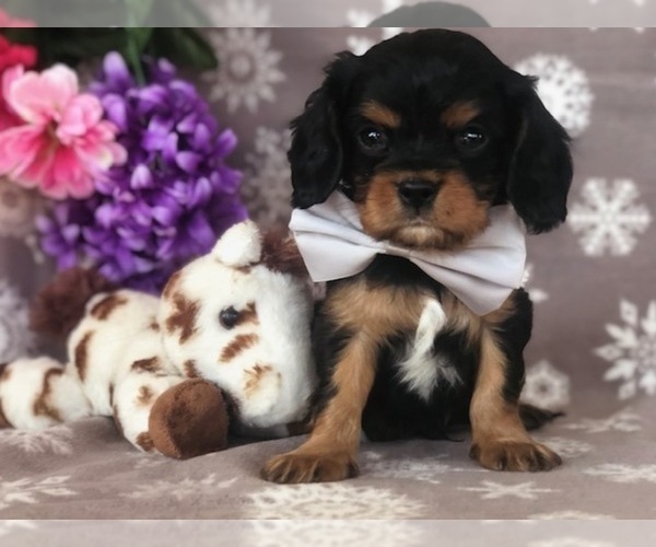 Medium Photo #4 Cavalier King Charles Spaniel Puppy For Sale in CLAY, PA, USA