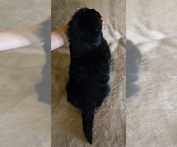 Medium Photo #3 Newfoundland Puppy For Sale in CAMBRIDGE, NE, USA
