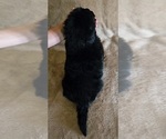 Small Photo #26 Newfoundland Puppy For Sale in CAMBRIDGE, NE, USA