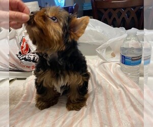 Yorkshire Terrier Puppy for sale in OAKLAND, CA, USA