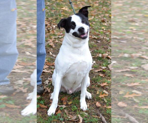 Medium Photo #3 Labrador Retriever-Unknown Mix Puppy For Sale in Germanton, TN, USA