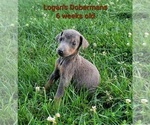 Small Photo #8 Doberman Pinscher Puppy For Sale in MOUNT STERLING, KY, USA
