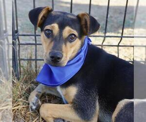 Mutt Dogs for adoption in San Antonio, TX, USA