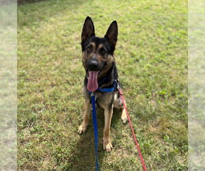 German Shepherd Dog Dogs for adoption in Boston, MA, USA