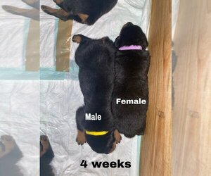 Rottweiler Puppy for sale in ALEXANDRIA, VA, USA