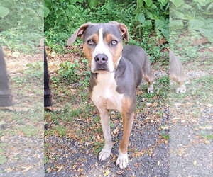 Mutt Dogs for adoption in Clarkesville, GA, USA