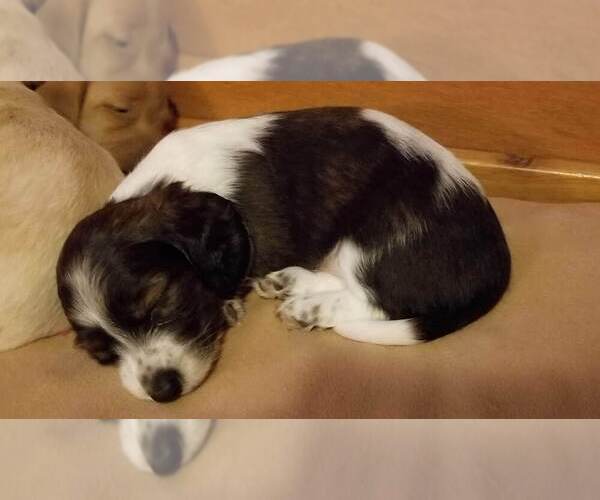 Medium Photo #36 Dachshund Puppy For Sale in MILAN, TN, USA