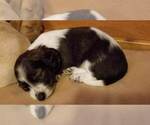 Small Photo #36 Dachshund Puppy For Sale in MILAN, TN, USA