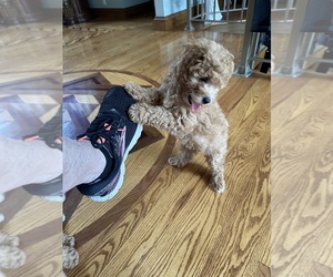 Poodle (Miniature) Puppy for sale in GREENVILLE, MO, USA