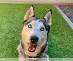 Small Siberian Husky