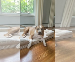 Mutt Dogs for adoption in Westwood, NJ, USA