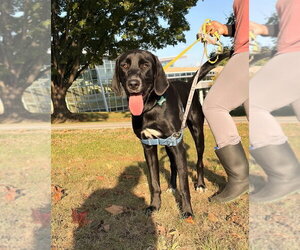 Blackjack - Male Labrador Retriever-Unknown Mix Dog for Adoption - Photo #4