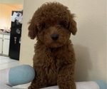 Small Photo #2 Poodle (Toy) Puppy For Sale in TAMPA, FL, USA