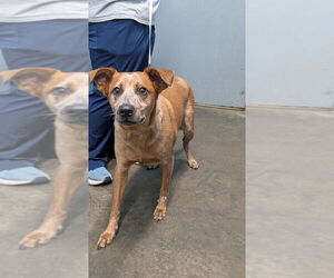Pete - Male Mutt Dog for Adoption - Photo #2