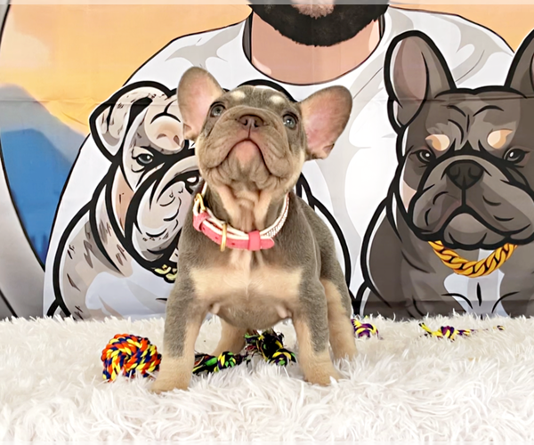 Medium Photo #2 French Bulldog Puppy For Sale in LEHIGH ACRES, FL, USA