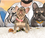 Small #1 French Bulldog
