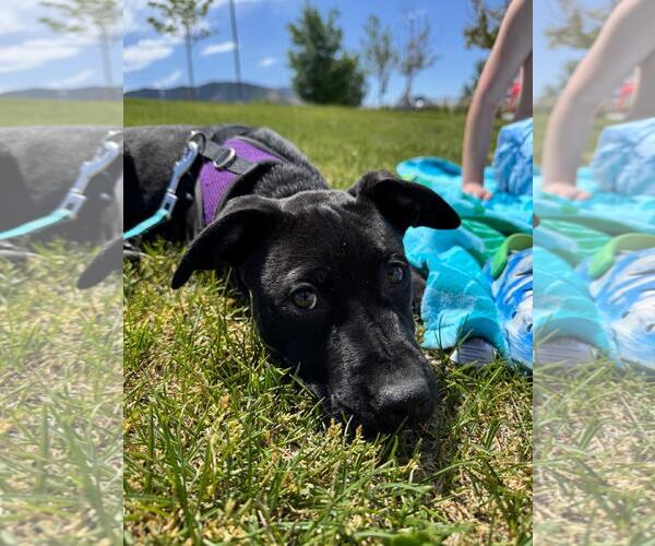 Medium Photo #3 Mutt Puppy For Sale in Sandy, UT, USA