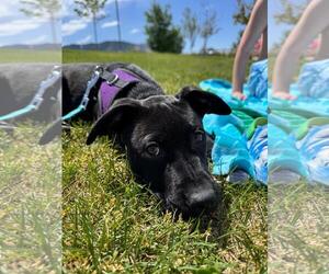 Blue Arlo - Male Mutt Dog for Adoption - Photo #3
