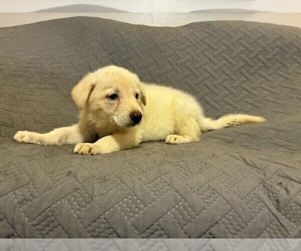 Medium Photo #6 German Shepherd Dog Puppy For Sale in LOGAN, OH, USA