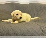 Small Photo #6 German Shepherd Dog Puppy For Sale in LOGAN, OH, USA