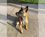 Small #2 Mutt