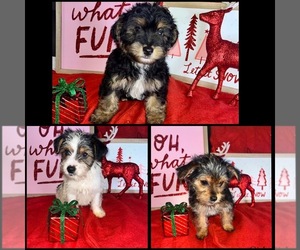 Poodle (Toy)-Yorkshire Terrier Mix Puppy for sale in HAYWARD, CA, USA