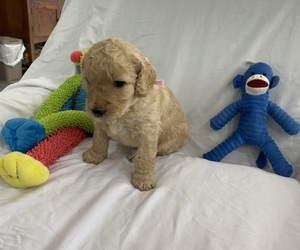 Goldendoodle Puppy for sale in TARPON SPRINGS, FL, USA
