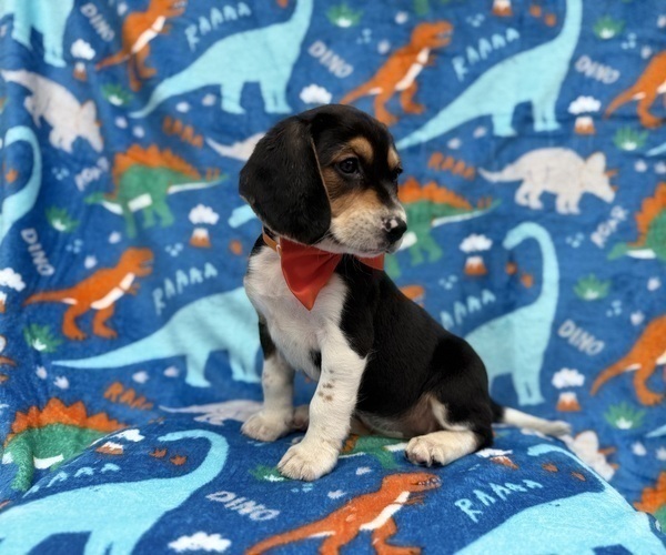 Medium Photo #5 Beagle Puppy For Sale in LAKELAND, FL, USA