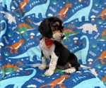 Small #4 Beagle