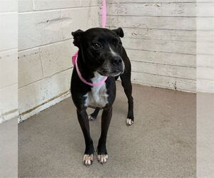 Mutt Dogs for adoption in San Bernardino, CA, USA