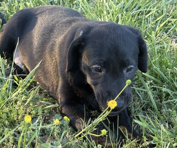 Medium Photo #7 Labrador Retriever Puppy For Sale in SPOTSYLVANIA, VA, USA