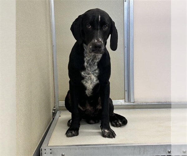 Medium Photo #1 German Shorthaired Pointer-Unknown Mix Puppy For Sale in Palmetto, FL, USA