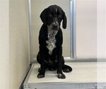 Small German Shorthaired Pointer Mix
