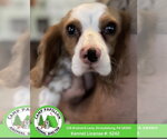 Small Cavalier King Charles Spaniel