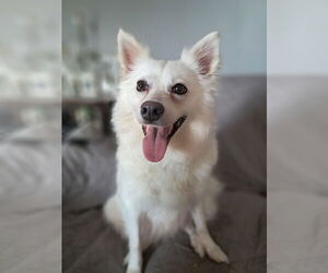 Pomimo Dogs for adoption in Princeton, MN, USA