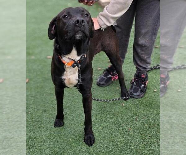 Medium Photo #2 Labrador Retriever-Unknown Mix Puppy For Sale in Rockwall, TX, USA