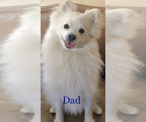 Father of the Pomeranian puppies born on 04/14/2022