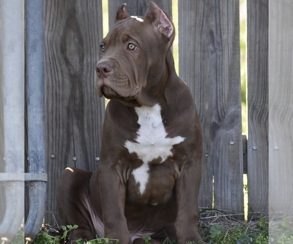 Medium Photo #2 American Bully Puppy For Sale in BOLIVAR, MO, USA