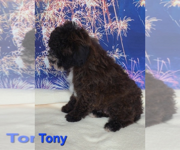 Medium Photo #2 Yorkipoo Puppy For Sale in AZLE, TX, USA