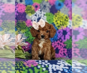 Cavapoo Puppy for sale in OXFORD, PA, USA