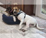 Small #1 American Bulldog-Pointer Mix