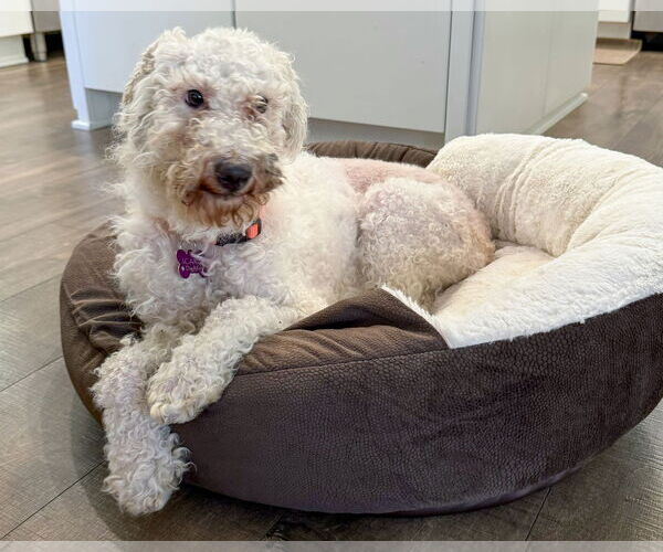 Medium Photo #8 Maltese-Unknown Mix Puppy For Sale in Corona, CA, USA