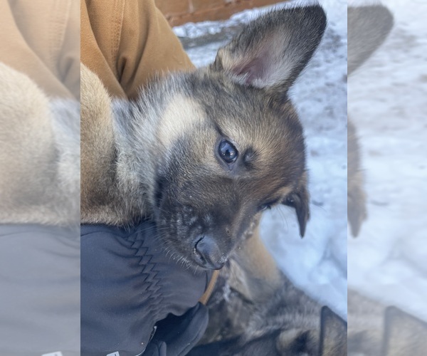 Medium Photo #46 German Shepherd Dog Puppy For Sale in MADISON HEIGHTS, VA, USA