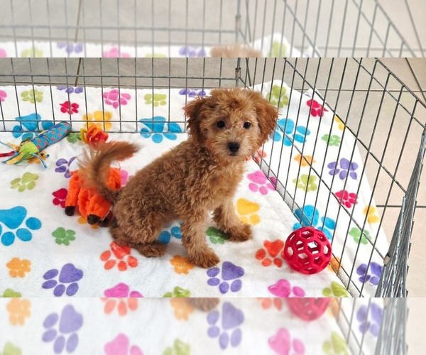 Medium Photo #6 Cavapoo mix (+ Poodle Miniature) Puppy For Sale in ORO VALLEY, AZ, USA