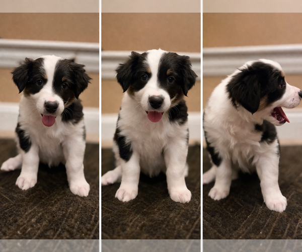 Medium Photo #3 Australian Shepherd Puppy For Sale in SAINT JOHN, IN, USA