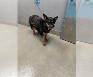 German Shepherd Dog-Unknown Mix Dogs for adoption in Las Vegas, NV, USA