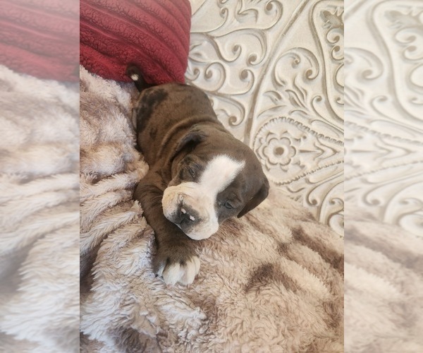 Medium Photo #20 Bulldog Puppy For Sale in FAIRFIELD, IA, USA