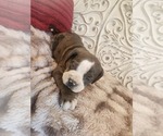 Small Photo #20 Bulldog Puppy For Sale in FAIRFIELD, IA, USA