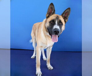 OZZY - Male German Shepherd Dog-Saint Bernard Mix Dog for Adoption - Photo #2