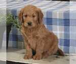 Small Photo #4 Goldendoodle Puppy For Sale in PARKESBURG, PA, USA